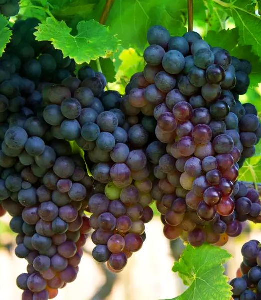 Vitis 'Kismis Moldavskij'